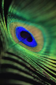 Peacock feather