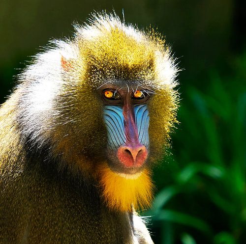 Mandrill