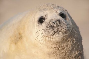 Grey Seal pup on the beach in the Wadden Sea in winter by Marcel van Kammen