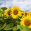 Een veld met zonnebloemen tussen Stäbelow en Clausdorf bij Rostock van Rico Ködder