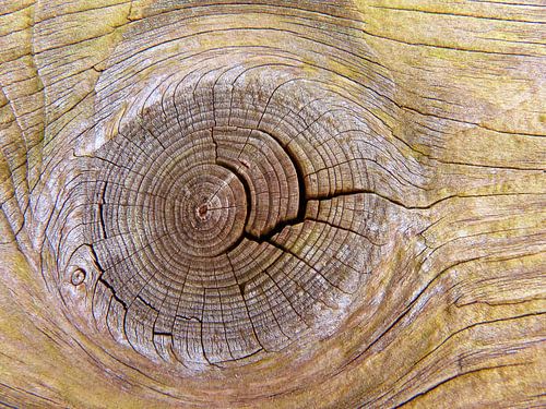 Rare Kwast... (Kwast in Hout in Champagne)