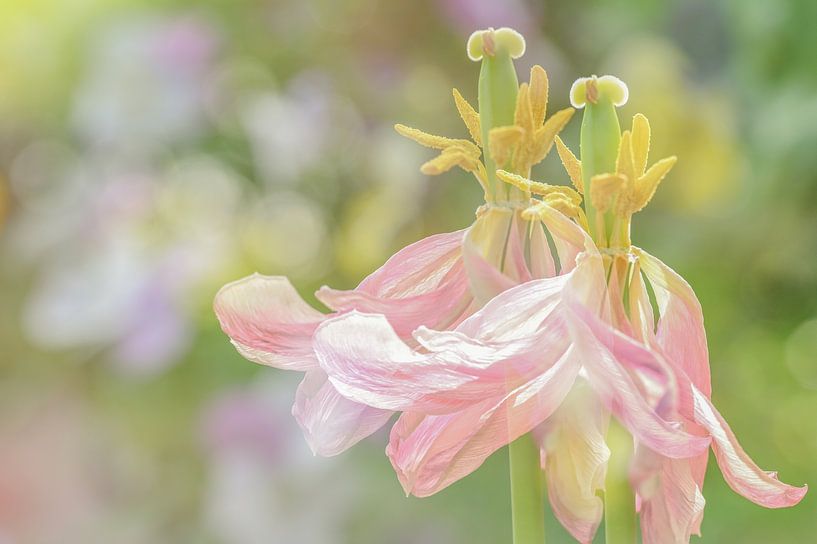Blühende Tulpen in Mehrfachbelichtung von Jolanda van Haeften