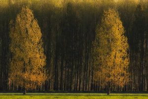 Twin trees van Moetwil en van Dijk - Fotografie