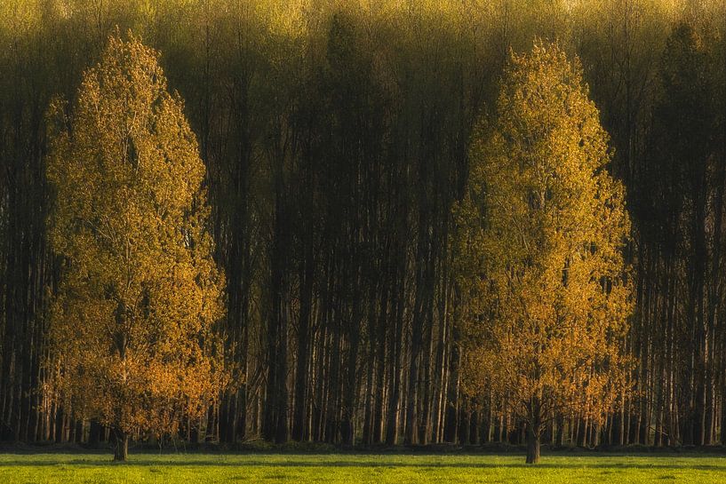 Twin trees by Moetwil en van Dijk - Fotografie