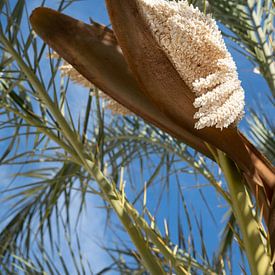 Flowering date palm under a blue sky by Adriana Mueller