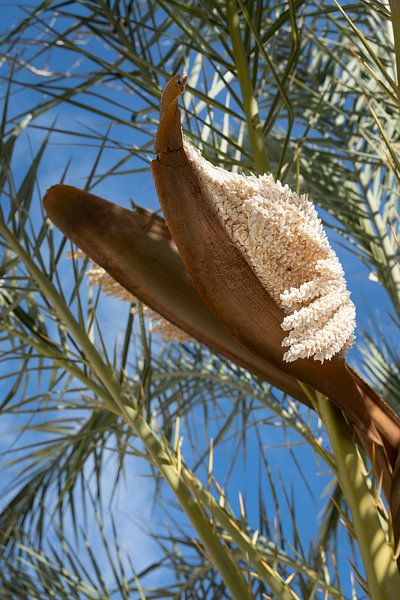 Palmier-dattier en fleurs sous un ciel bleu par Adriana Mueller