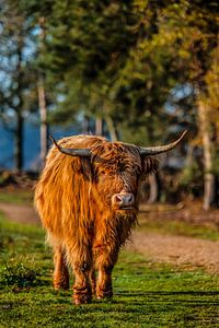 Highlander écossais sur Bas Fransen