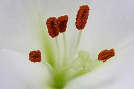 Granular by Mike Bing