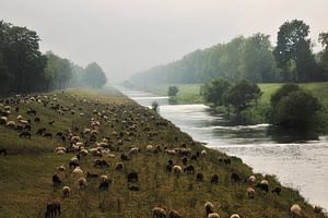 Schafe am Fluss von Ingo Laue