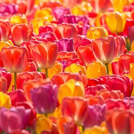 Tulip Mix Backlight 2024 by Marco Liberto