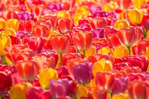 Tulip Mix Backlight 2024