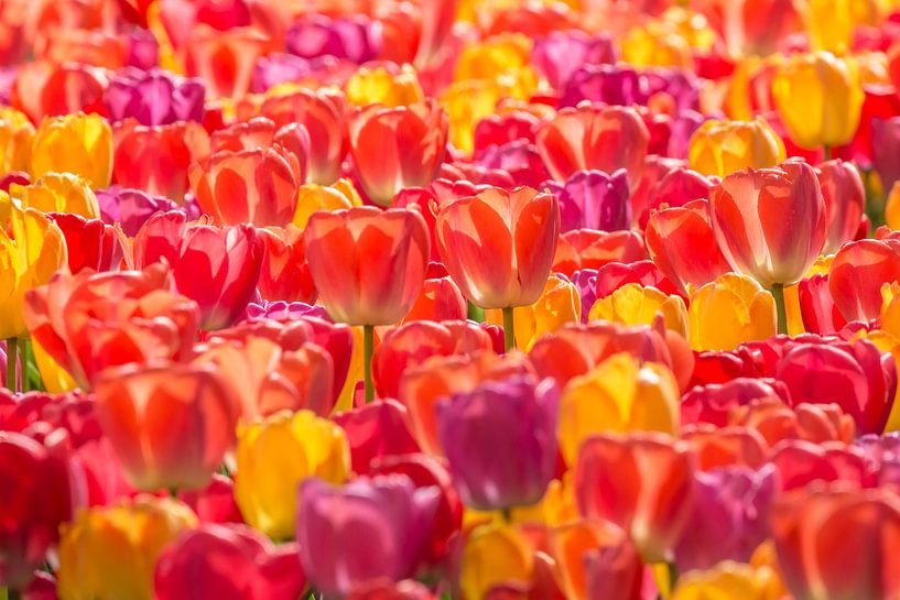 Tulip Mix Hintergrundbeleuchtung 2024 von Marco Liberto