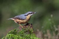 Nuthatch 1