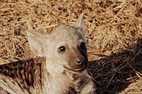Chiot de hyène, Parc Kruger