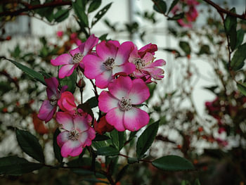 bloem