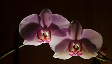 orchidee  van Eugene Lentjes