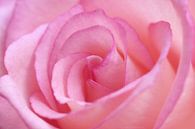 Mooi in het roze.. van LHJB Photography thumbnail