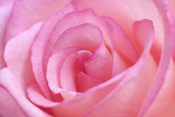 Mooi in het roze.. van LHJB Photography