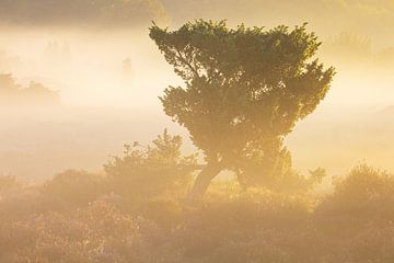 Lever de soleil Terhorsterzand (Pays-Bas) sur Marcel Kerdijk