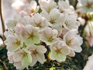 Sakura (Japanse Kersen Bloesem) van Eduard Lamping