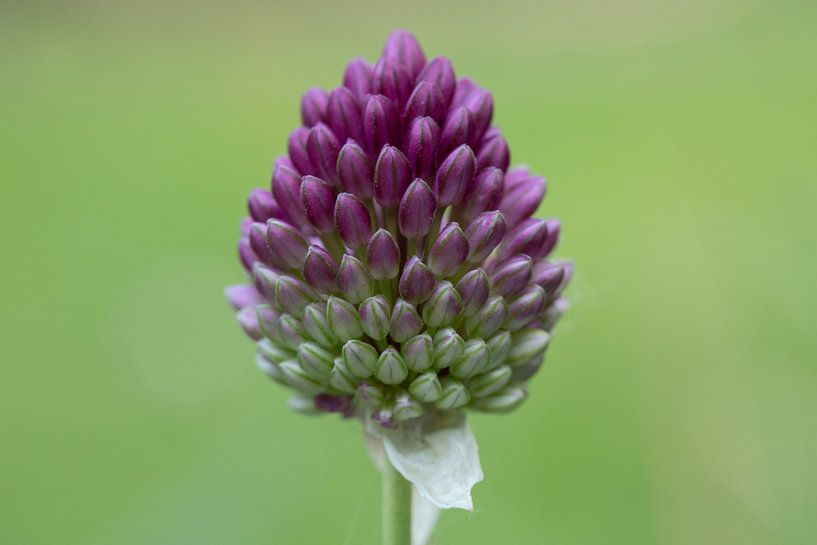 Drumstick by Tanja van Beuningen