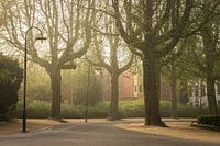 Noorderplantsoen Groningen, Arbres brumeux dans le Noorderplantsoen près de l'étang du parc