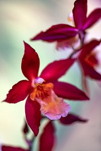 Orchidee