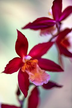 Orchidée sur Steffen Gierok