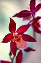 Orchidee van Steffen Gierok thumbnail