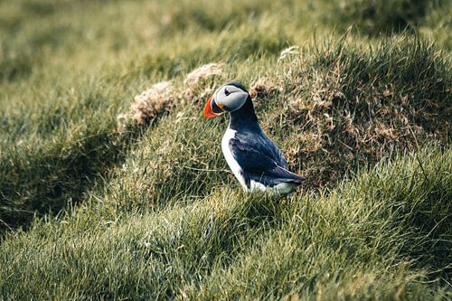 Puffin in het gras op Mykines, Faeröer Eilanden