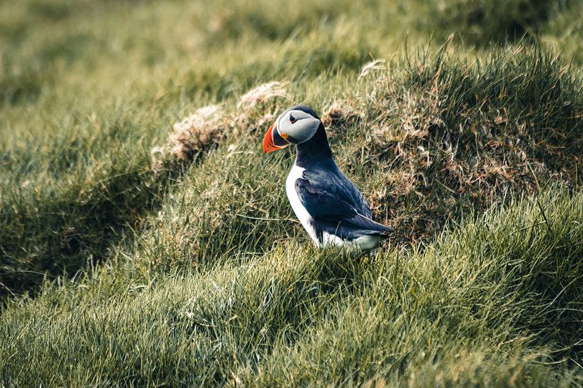Puffin in het gras op Mykines, Faeröer Eilanden van Expeditie Aardbol