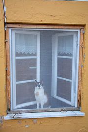 Curiosity killed the cat