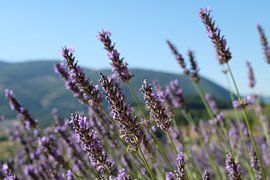 Lavendel by Myrte Wilms