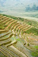 Rice fields of Sa Pa