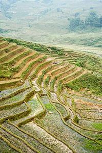 Rice fields of Sa Pa by Sebastiaan Hamming