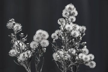 Black and white fluff. by Alie Ekkelenkamp
