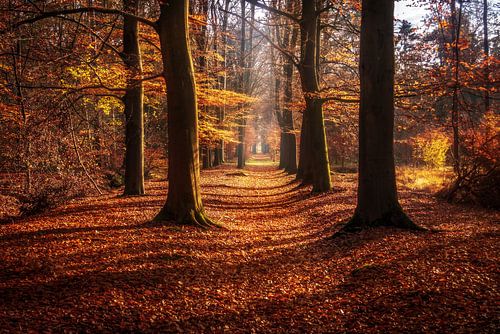 Avenue with trees in the Sterrenbos in Gorssel in autumn colours.