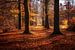 Allee mit Bäumen im Sterrenbos in Gorssel in Herbstfarben. von Bart Ros