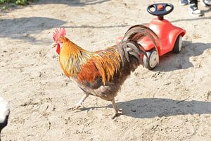 Gockelhahn spaziert über den Spielplatz