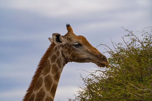 Grote Afrikaanse giraffe in Namibië, Afrika