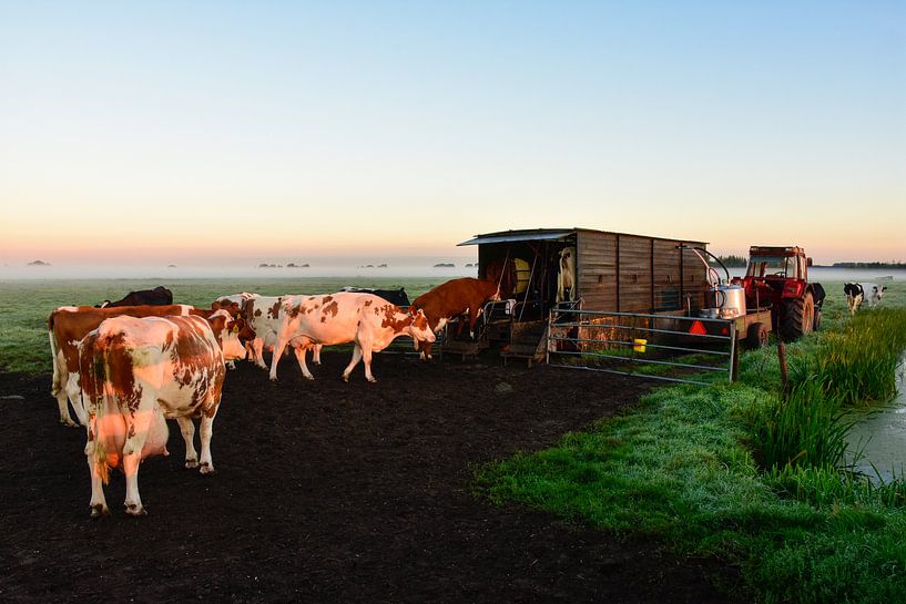 Koeien Melken bij Zonsopkomst van Charlene van Koesveld