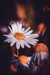 Eine Butterblume als Makroaufnahme