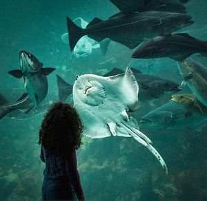 Duiker begroet zijn publiek na een aquariumshow, Ålesund, Noorwegen van qtx