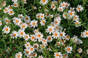 Bloem, Madeliefjes