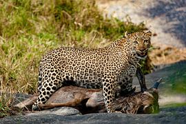 Leopard mit Gnukill von Peter Michel