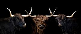 Trois Highlanders écossais sur fond noir