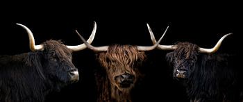 Drie Schotse Hooglanders met zwarte achtergrond