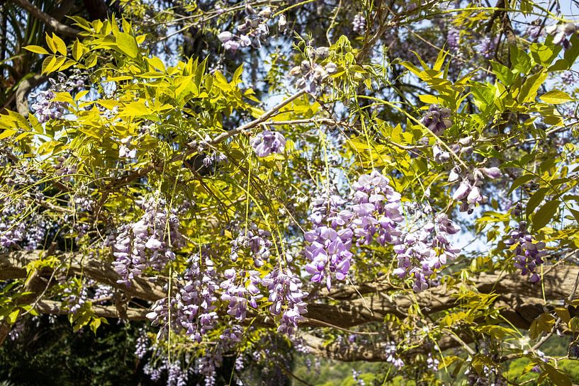 Blauweregen in Jardins d'Alfàbia in Mallorca | Reisfotografie van Kelsey van den Bosch