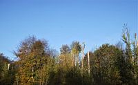 Trees for the living and the dead