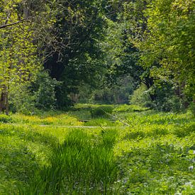 Een groene sfeervolle plek in de Broekpolder van FotoGraaG Hanneke